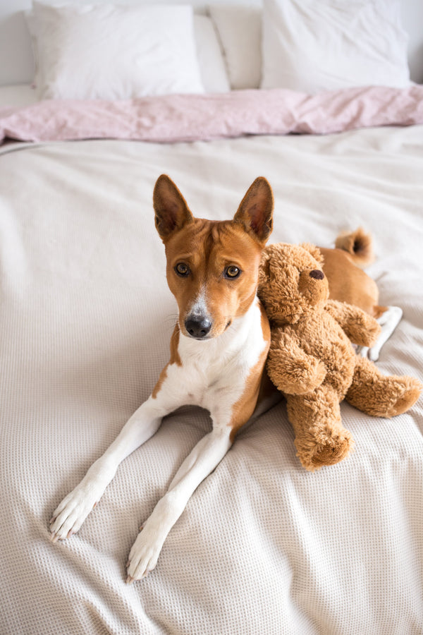 Peluche