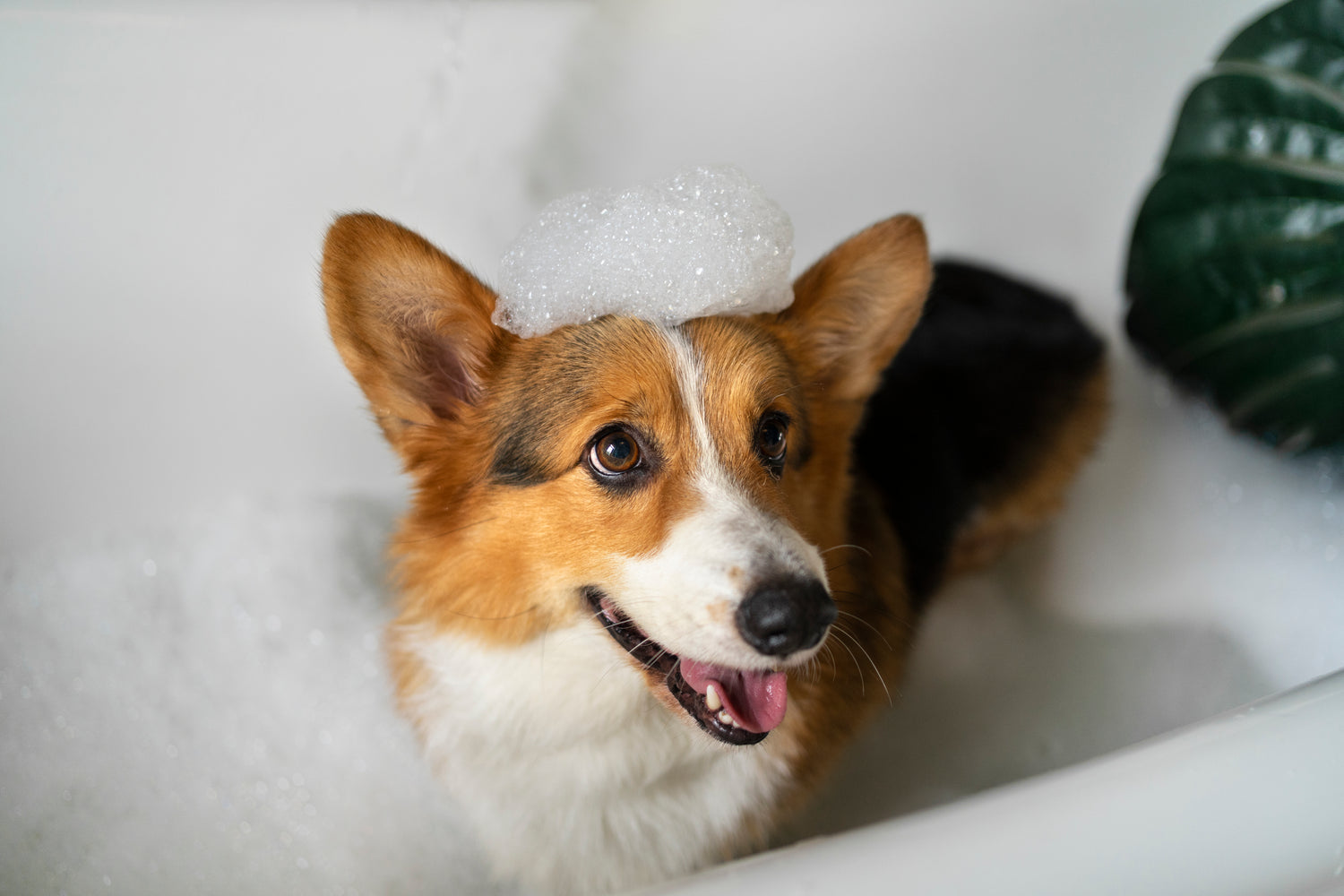 Toilettage